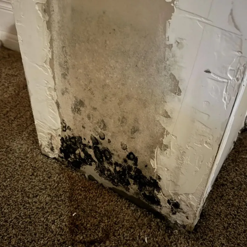 Professional Mold Removal in Citrus, CA